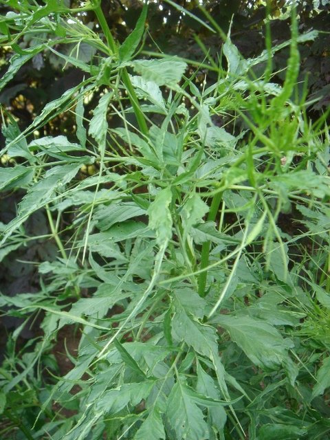 Sambucus nigra 'Heterophylla' P18